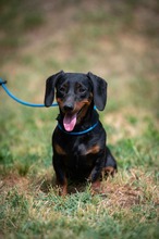 WILKO, Hund, Dackel in Ungarn - Bild 19