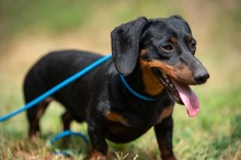 WILKO, Hund, Dackel in Ungarn - Bild 2