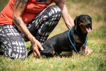 WILKO, Hund, Dackel in Ungarn - Bild 21