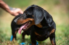 WILKO, Hund, Dackel in Ungarn - Bild 3