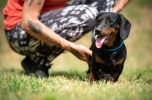 WILKO, Hund, Dackel in Ungarn - Bild 4