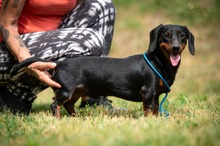 WILKO, Hund, Dackel in Ungarn - Bild 5