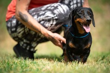 WILKO, Hund, Dackel in Ungarn - Bild 6