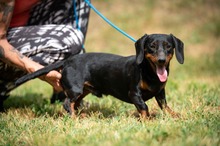 WILKO, Hund, Dackel in Ungarn - Bild 7