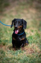 WILKO, Hund, Dackel in Ungarn - Bild 8
