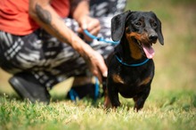 WILKO, Hund, Dackel in Ungarn - Bild 9