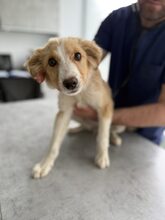 IRIS, Hund, Mischlingshund in Rumänien - Bild 1