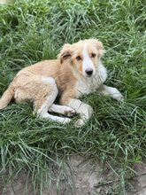 IRIS, Hund, Mischlingshund in Rumänien - Bild 2
