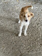 IRIS, Hund, Mischlingshund in Rumänien - Bild 3