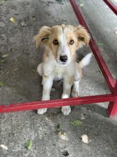 IRIS, Hund, Mischlingshund in Rumänien - Bild 4