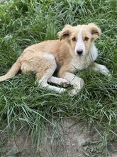 IRIS, Hund, Mischlingshund in Rumänien - Bild 5