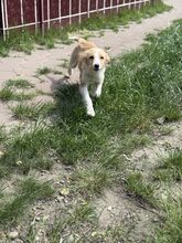 IRIS, Hund, Mischlingshund in Rumänien - Bild 6