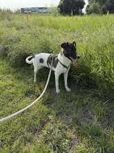 MIO, Hund, Mischlingshund in Rumänien - Bild 4