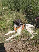 MIO, Hund, Mischlingshund in Rumänien - Bild 6