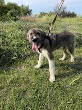RUDI, Hund, Mischlingshund in Rumänien - Bild 3