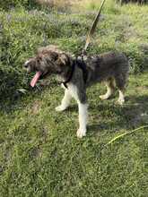 RUDI, Hund, Mischlingshund in Rumänien - Bild 4
