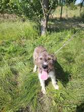 RUDI, Hund, Mischlingshund in Rumänien - Bild 6
