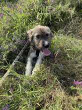 RUDI, Hund, Mischlingshund in Rumänien - Bild 7