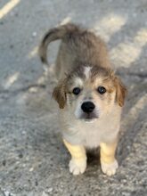 LIOR, Hund, Mischlingshund in Rumänien - Bild 1