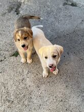 LIOR, Hund, Mischlingshund in Rumänien - Bild 3