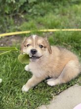 LIOR, Hund, Mischlingshund in Rumänien - Bild 5