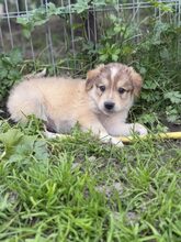 LIOR, Hund, Mischlingshund in Rumänien - Bild 6