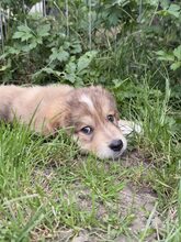 LIOR, Hund, Mischlingshund in Rumänien - Bild 7