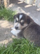 ELOISE, Hund, Mischlingshund in Rumänien - Bild 10