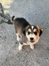 ELOISE, Hund, Mischlingshund in Rumänien - Bild 2