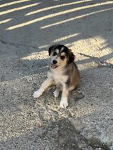 ELOISE, Hund, Mischlingshund in Rumänien - Bild 3