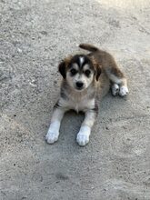 ELOISE, Hund, Mischlingshund in Rumänien - Bild 4