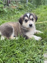 ELOISE, Hund, Mischlingshund in Rumänien - Bild 5