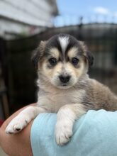 ELOISE, Hund, Mischlingshund in Rumänien - Bild 7