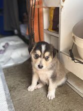 ELOISE, Hund, Mischlingshund in Rumänien - Bild 8