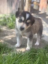 ELOISE, Hund, Mischlingshund in Rumänien - Bild 9