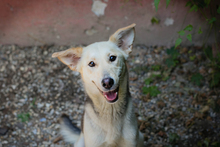 LUCY, Hund, Mischlingshund in Overath - Bild 1