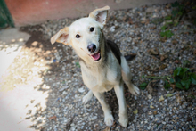 LUCY, Hund, Mischlingshund in Overath - Bild 2