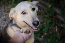 LUCY, Hund, Mischlingshund in Overath - Bild 3