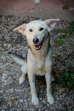 LUCY, Hund, Mischlingshund in Overath - Bild 4