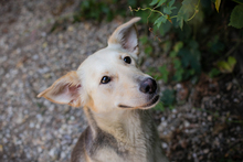 LUCY, Hund, Mischlingshund in Overath - Bild 5