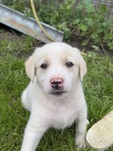 CLIFFORD, Hund, Mischlingshund in Rumänien - Bild 1