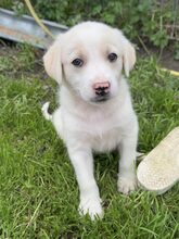 CLIFFORD, Hund, Mischlingshund in Rumänien - Bild 2