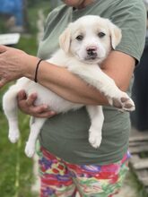 CLIFFORD, Hund, Mischlingshund in Rumänien - Bild 4