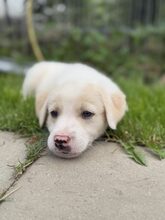 CLIFFORD, Hund, Mischlingshund in Rumänien - Bild 5