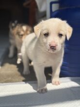 CLIFFORD, Hund, Mischlingshund in Rumänien - Bild 6