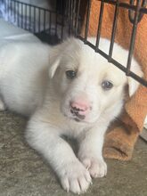 CLIFFORD, Hund, Mischlingshund in Rumänien - Bild 7