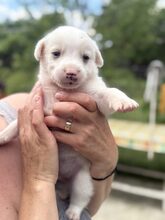 CLIFFORD, Hund, Mischlingshund in Rumänien - Bild 9