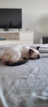 THEODOR, Katze, Siamkater in Erftstadt - Bild 1