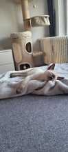 THEODOR, Katze, Siamkater in Erftstadt - Bild 2