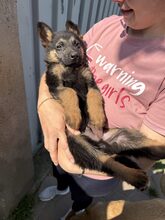 NANJO, Hund, Mischlingshund in Rumänien - Bild 10